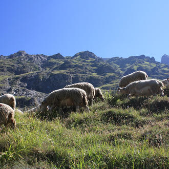 Pastoralisme vallée d'Aure