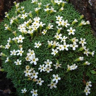 Androsace des Pyrénées - Crédit Parc national des Pyrénées - Etienne Florence