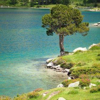 Pin à crochet - Crédit Parc national des Pyrénées - Léo Reigne