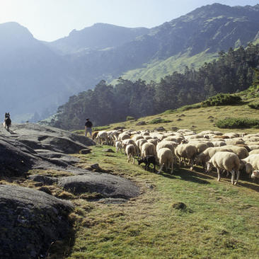 La tradición pastoral