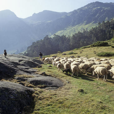 La tradición pastoral