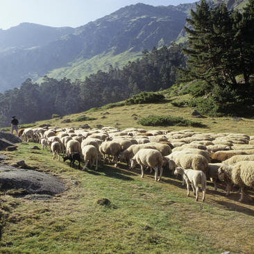 La tradición pastoral