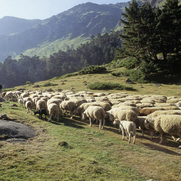 La tradición pastoral