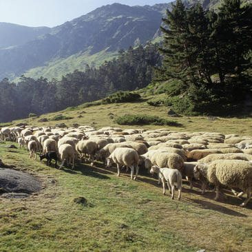 La tradición pastoral