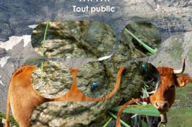 Copie de Affiche RNR Bête à bouse Copie de Affiche RNR Bête à bouse
