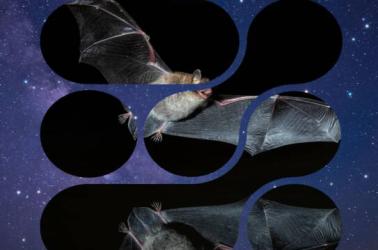 Affiche RNR Chauve souris Affiche RNR Chauve souris