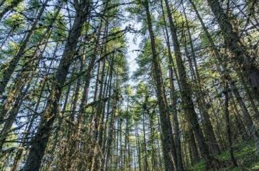 Au-pied-de-la-foret Au-pied-de-la-foret