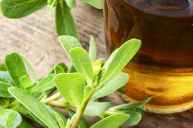 Medicinal tincture from purslane