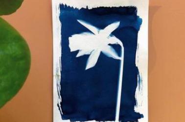 Cyanotype (2) Cyanotype (2)