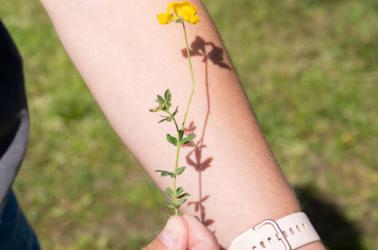 Cyanotype ©thomasaguillon_piau (24)