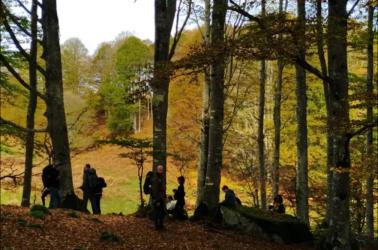 Balade autour des arbres