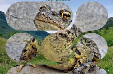 Affiche RNR Fréquence Grenouille - 2