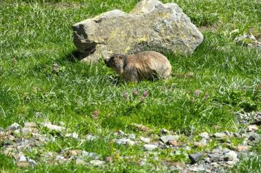 Marmota vallée-du-badet @piauengaly-03