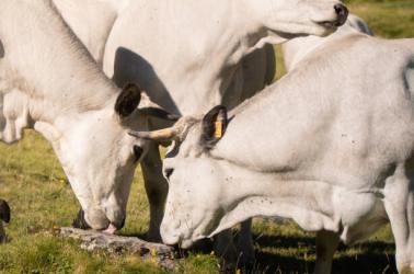 Degustation friandise salée ©thomasaguillon_piau (27)
