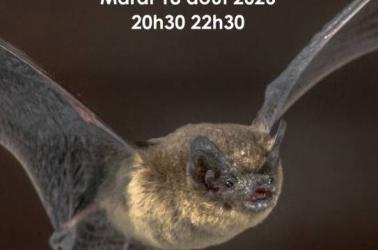 Affiche RNR été 2025 - 2026_chauvessouris