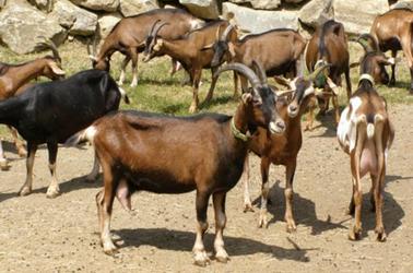 Chèvres gouaux Chèvres gouaux