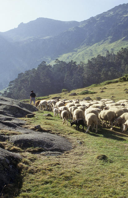 Transhumance Pyrénées